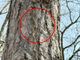 Processionaria del pino, avvistamenti sul Po Processionaria del pino, avvistamenti sul Po