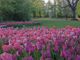 Messer Tulipano: nuovi appuntamenti per la mostra Solofiori Messer Tulipano: nuovi appuntamenti per la mostra Solofiori