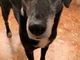 Una immagine di Dix, cui sarà intitolata la nuova area cani