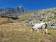 Montagna: dalla Regione 1,4 milioni di euro per sostenere gli agricoltori Montagna: dalla Regione 1,4 milioni di euro per sostenere gli agricoltori