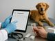 Antiparassitario Cardotek: quando informazione e consulenza veterinaria fanno la differenza