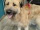 Il cane Fonzie salvato dai volontari del rifugio animali di Moncalieri Il cane Fonzie salvato dai volontari del rifugio animali di Moncalieri