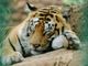 La tigre è il simbolo della biodiversità: proteggerla significa salvare interi ecosistemi