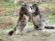 Il caldo influenza la voglia di giocare delle marmotte del Parco Il caldo influenza la voglia di giocare delle marmotte del Parco
