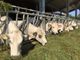 Confagricoltura e Coldiretti chiedono alla Regione un piano straordinario per sostenere gli allevamenti bovini