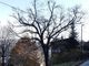 Albero abbattuto Cavoretto