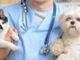 Il grido dei veterinari: “Gli animali domestici non diffondono il coronavirus”