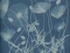 Foto di Anna Atkins