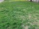 Area cani in corso Galileo Ferraris, Poggio (FdI) all'attacco: &quot;Da un anno approvata mia proposta&quot;