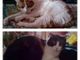 Cani e gatti cercano casa