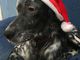 Al Bauloft arriva la festa di Natale per i nostri amici a 4 zampe