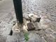 Il comune di Torino avvia la bonifica delle strade del centro