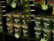 Cannabis, Andrissi–Bono (M5S): “Anche in Piemonte un centro per la produzione di cannabis terapeutica&quot;