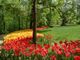 Trentamila nuovi tulipani al Parco di Messer Tulipano di Pralormo