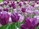 Pasqua e Pasquetta in compagnia di Messer Tulipano