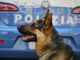 Torino: controllati dalla Polizia diversi locali commerciali nella circoscrizione San Salvario