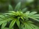 Regolamentare la vendita di cannabis e popper in Italia