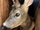 Un capriolo recuperato da un canale a Rivarolo Canavese
