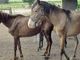 La sequenza degli zoccoli di un cavallo con la stessa ritmica della musica: lo studio condotto da Unito