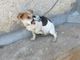 il cane Chicco
