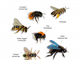 Biodiversità: la Commissione inaugura Pollinator Park