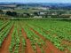 agricoltura
