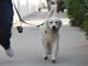 Prime sanzioni a Carmagnola per chi non raccoglie le deiezioni canine