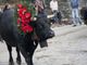 Tutto pronto per la XIV edizione della Desnalpà, la festa della discesa delle mandrie dagli alpeggi