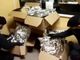 Orbassano, scaricano 30 kg di marijuana da un Tir francese: arrestati due trafficanti di droga [VIDEO]
