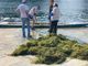 Elodea Nuttallii, una specie aliena nel tratto torinese del Po