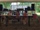 Extinction Rebellion al Cimate Social Camp