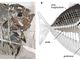 Un fossile di 48 milioni di anni fa rivela la storia evolutiva dei pesci luna: il contributo di Unito allo studio