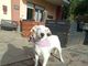 cane bianco