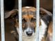 A Torino un animale ogni otto abitanti | 12photostory - tramite Unsplash