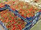 Coronavirus, Coldiretti Piemonte:&quot;500 Kg alla settimana di ortofrutta Made in Piemonte alla Caritas&quot;
