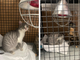 Degrado in un immobile di Carmagnola: salvati tre gatti in condizioni precarie