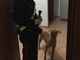 Ivrea: punisce il suo cane lasciandolo senza cibo e al freddo per un giorno intero. Denunciata