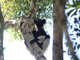 Comprendere lo sviluppo ritmico degli umani grazie ai lemuri: nuovo studio di UniTo