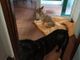 cane accucciato a terra