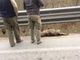 L'impatto contro un treno ha causato la morte del lupo ritrovato ad Oulx