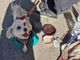 Continua il racket con i cani davanti agli ospedali