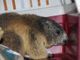 Avventura a lieto fine per una marmotta rimasta nel motore di un camper arrivato a Verolengo dalla Valle Stura