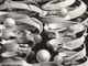 Maurits Cornelis Escher, Vincolo d'unione (litografia, 1956)