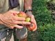 Caldo afoso, il fenomeno nuovo della frutta che “si scotta”: nel Torinese già perso il 15% dei raccolti