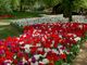 Centomila fioriture per il ventennale di &quot;Messer Tulipano&quot;: sboccia la primavera al Castello di Pralormo [FOTO]