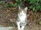 Si festeggia la giornata del gatto