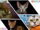 Partecipa al contest “Il misterioso mondo felino” con Petsfestival