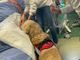Come la pet therapy può aiutare i pazienti dell'ospedale di Rivoli