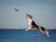 Petsfestival 2021: una fiera dedicata ai cani e alle loro attitudini