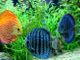 Petsfestival 2021: l’acquariologia è di casa